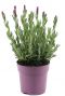 Lavendel stoechas anouk p12 gartenpflanze