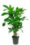 Mps-10050 caryota mitis-min 1