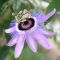 Passiflora caerulea purple haze k-min