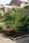 Phoenix canariensis p30 - 03 1