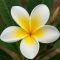 Plumeria alba-min