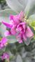 Polygala myrtifolia wp 1 1
