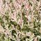 Salix flamingo leaves