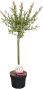 Salix flamingo p17