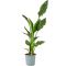 Strelitzia reginae p19