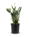 Strelitzia reginae p42 - p