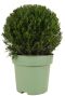 Taxus
