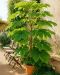 Tetrapanax 1-min 1