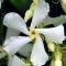 Trachelospermum jasminoides star of venice 2-min
