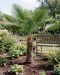 Trachycarpus fortunei stam 60-80 p40 - 3