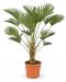 Trachycarpus wagnerianus p30 - 01 1