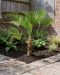 Trachycarpus wagnerianus p30 - 03 1