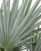 Trithrinax campestris p50 - 02 1