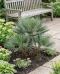 Trithrinax campestris p50 - 03 1