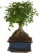Ulmus parvifolia zelkova bonsai ball