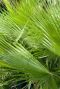 Washingtonia robusta gartenpflanze p17