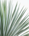 Yucca rostrata p40 -02
