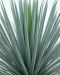 Yucca rostrata stam 60-70 p45 - 2